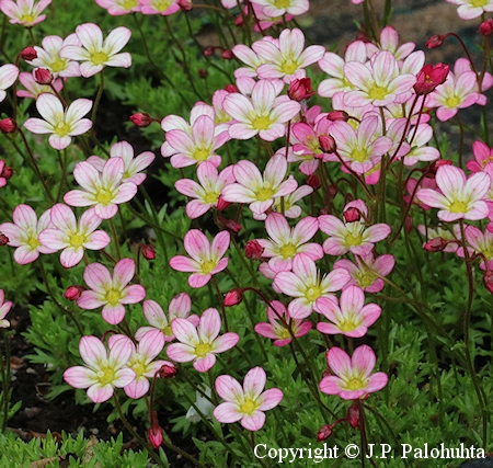 Saxifraga Arendsii-Ryhm 'Pixie', patjarikko